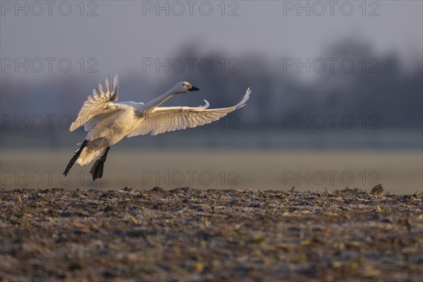 Tundra Swan, Texel, Netherlands