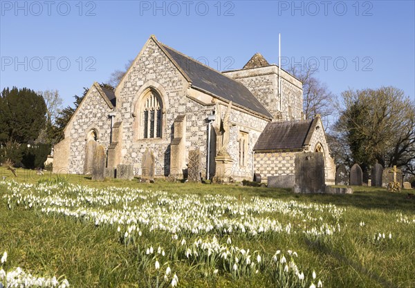 Showdrops in flower in churchyard of village parish church of Saint Thomas A Becket, Tilshead, Wiltshire, England, UK