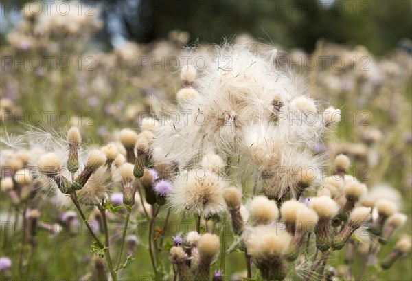 Meadow Thistle, Cirsium dissectum, flowers and pappi seed-heads Shottisham, Suffolk, England, UK