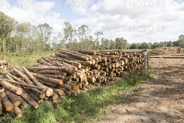 Logs piled up Forestry Commission tree felling, Tangham forest, Suffolk, England, UK