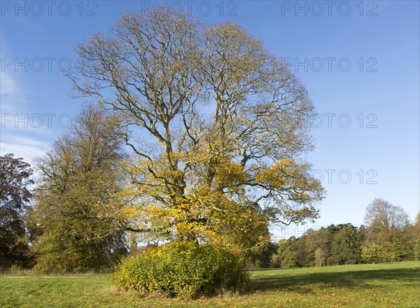 Cappadocian maple tree, acer cappadocicum, National arboretum, Westonbirt arboretum, Gloucestershire, England, UK