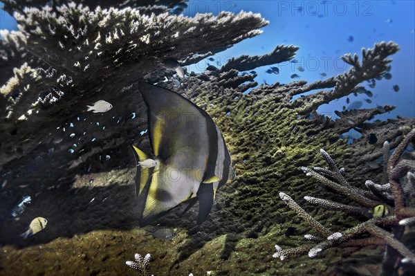 Common batfish, (Platax orbicularis), Wakatobi Dive Resort, Sulawesi, Indonesia, Asia
