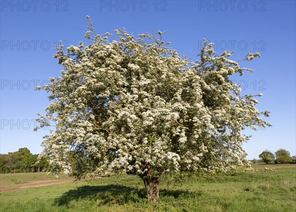 White blossom of hawthorn tree in flower against blue sky, Shottisham, Suffolk, England, UK
