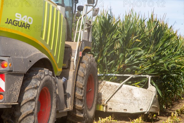 Rhineland-Palatinate, Germany: Maize harvesting (maize chopping) for the Alexanderhof biogas plant in Hochdorf-Assenheim