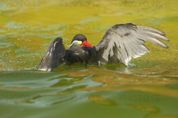 Inca Tern (Larosterna inca) bathing with wing movement, swimming, action, captive