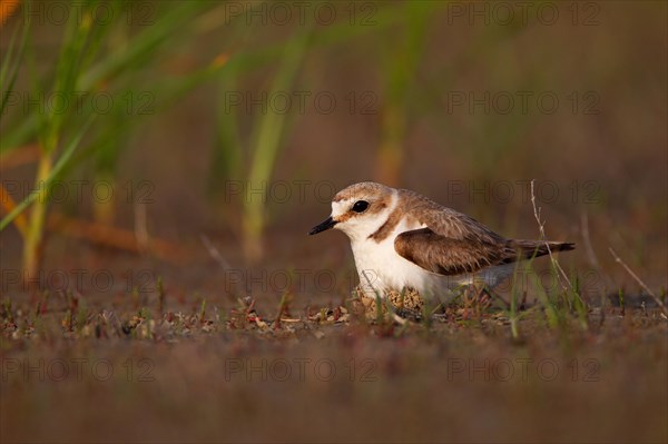 Kentish plover (Charadrius alexandrinus) Female breeding on the ground at the water's edge, Danube Delta Biosphere Reserve, Romania, Europe