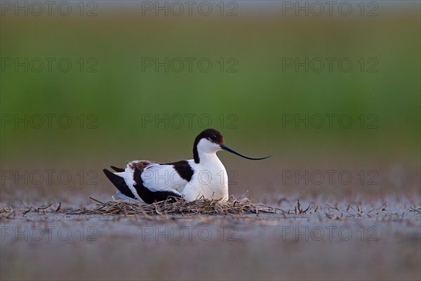 Black-capped avocet (Recurvirostra avosetta) adult bird on nest, Danube Delta Biosphere Reserve, Romania, Europe