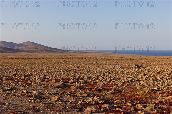 Semi-desert near Tindaya, Fuerteventura, Canary Islands, Spain, Europe