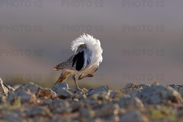 Saharan Houbara Bustard (Chlamydotis undulata fuertaventurae), mating male, Fuerteventura, Spain, Europe