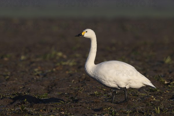 Tundra Swan, Texel, Netherlands