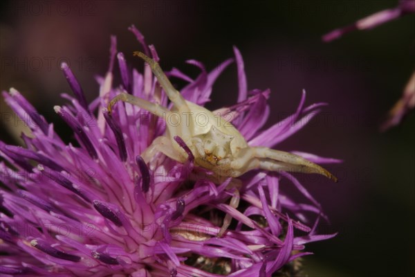 White goldenrod crab spider (Misumena vatia), flower, flower, violet, Fueloephazi buckavidek, Kiskunsag National Park, Hungary, Europe