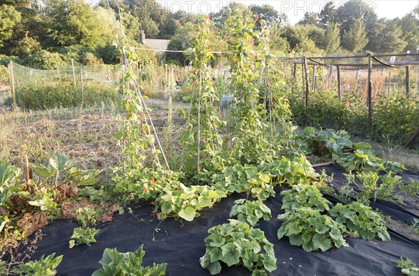 Runner beans, Phaseolus coccineus, and other garden vegetables growing in summer allotment, Shottisham, Suffolk, England, UK
