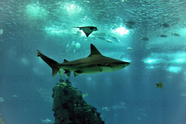 Shark in saltwater aquarium, Lisbon, Lisboa in Portugal