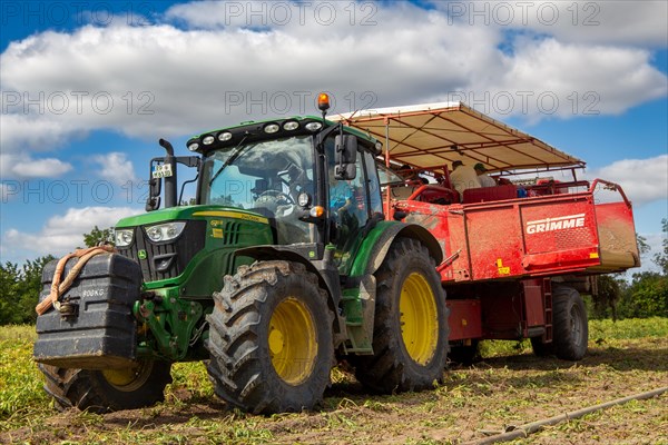 Agriculture harvest of industrial potatoes in the Palatinate. In contrast to table potatoes, these potatoes are processed into crisps, French fries, etc. (Schifferstadt, Germany, 08/07/2022), Europe