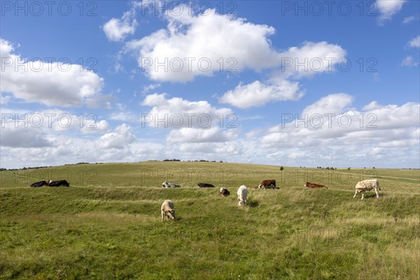 Chalk landscape cattle grazing North Wessex Downs AONB, Pewsey Downs, Alton Barnes Wiltshire, England, UK