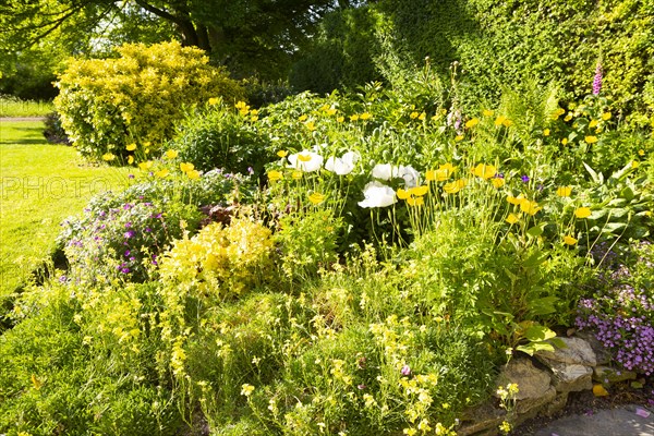 Yellow Welsh poppies and perennials in border of country garden, Wiltshire, England, Uk