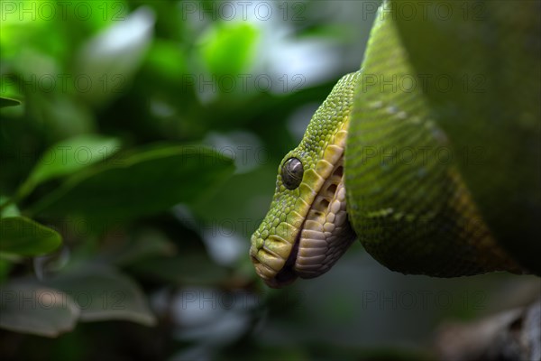 Green tree python (Morelia viridis), captive, occurrence New Guinea, Baden-Wuerttemberg, Germany, Europe