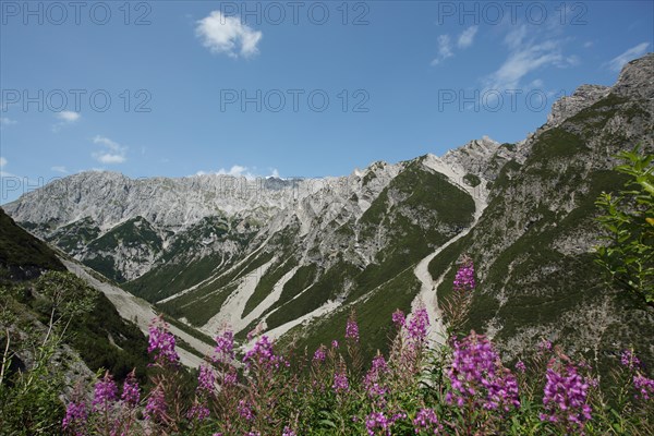 Mountain massif Hahntennjoch with narrow-leaved willowherb, Lechtal Alps, Northern Eastern Alps, Eastern Alps, Tyrol, Alps, Austria, Europe