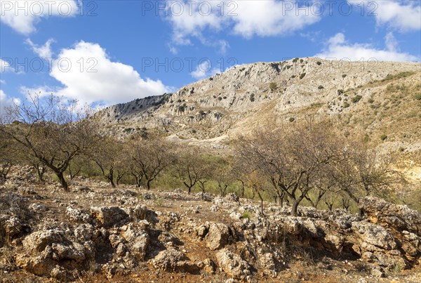 Almond trees in carboniferous limestone mountains, near Puerto del Sol, Axarquia, Andalusia, Spain, Europe
