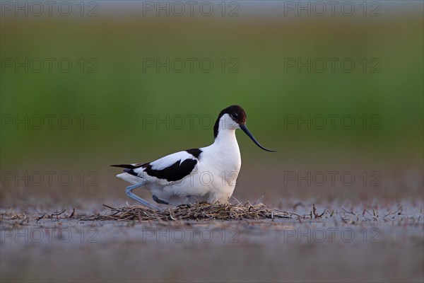 Black-capped avocet (Recurvirostra avosetta) adult bird on nest, Danube Delta Biosphere Reserve, Romania, Europe