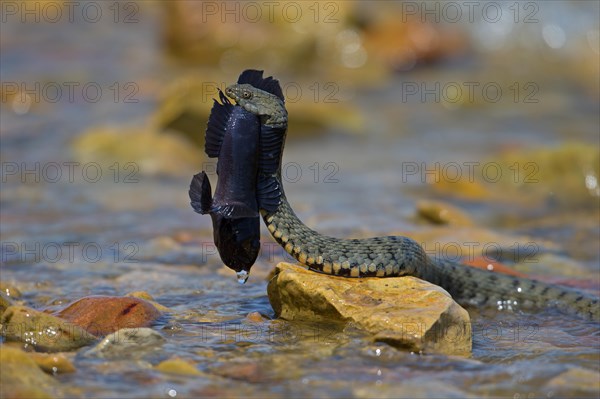 Dice snake (Natrix tessellata) on its way to the shore with preyed round goby (Neogobius melanostomus), Danube Delta Biosphere Reserve, Romania, Europe