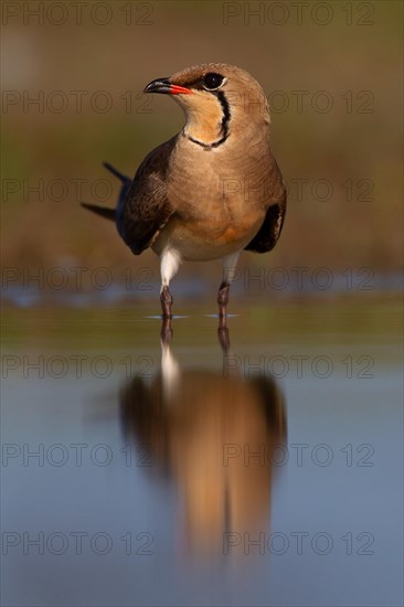 Collared pratincole (Glareola pratincola), Danube Delta Biosphere Reserve, Romania, Europe