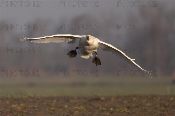 Tundra Swan, Texel, Netherlands