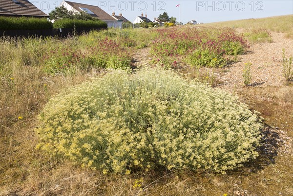 The Curry plant, Helichrysum italicum, and Valerian, Valeriana officinalis, Shingle Street, Hollesley, Suffolk, England, UK