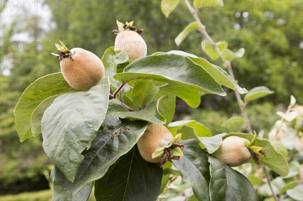 Quince fruit, cydonia oblonga, growing on tree, Suffolk, England, Uk