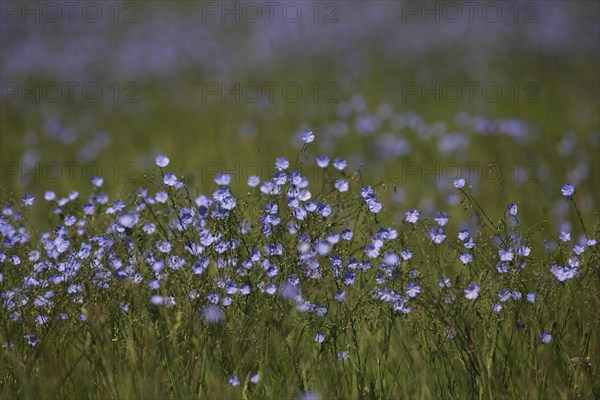 Flower meadow with flax (Linum usitatissimum), nature photography, Breitenbrunn, Lake Neusiedl, Burgenland, Austria, Europe