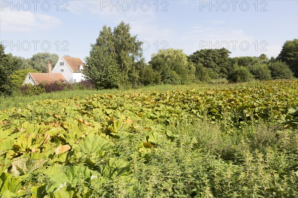 Petasites hybridus, butterbur, herbaceous perennial flowering plant growing in wet field Shottisham, Suffolk, England, UK