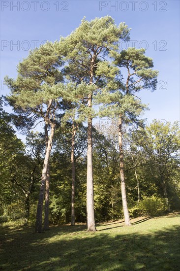 Scots pine trees, Pinus sylvestnis, National arboretum, Westonbirt arboretum, Gloucestershire, England, UK