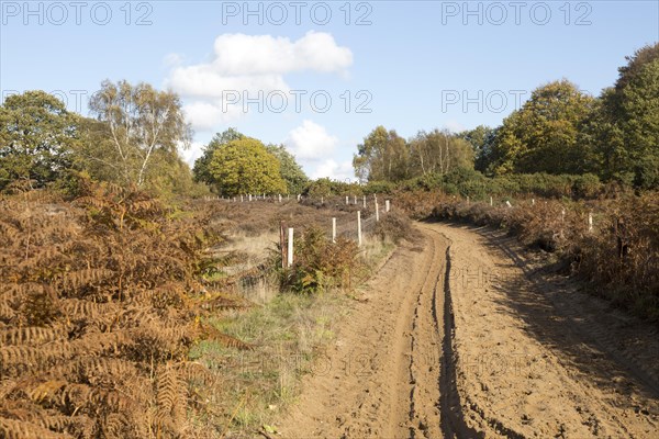 Sandy track through heath vegetation in Suffolk Sandlings heathland, Sutton, Suffolk, England, UK