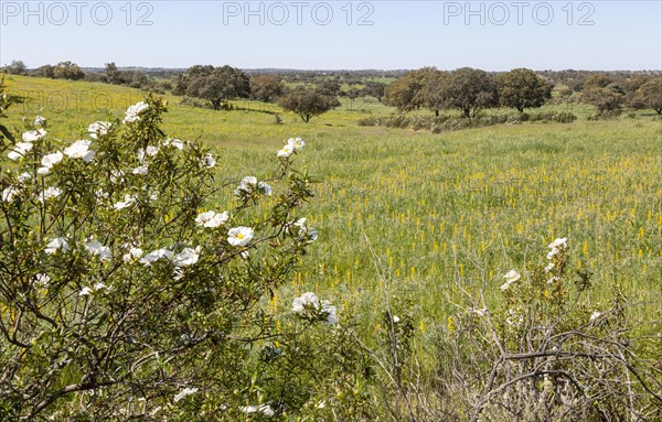 Countryside Montado landscape of lupin (lupine Albus) flower meadow with trees interspersed in springtime, near Castro Verde, Baixo Alentejo, Portugal, Southern Europe, Europe