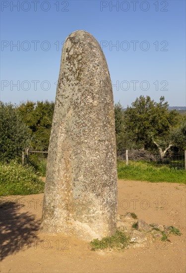 Neolithic standing stone 4 metres high called the Menir dos Almendres, near Evora, Alentejo, Portugal, Southern Europe, Europe