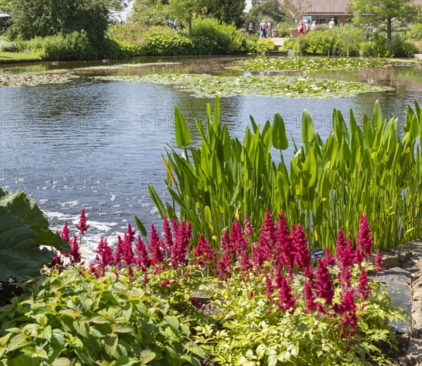 Royal Horticultural Society gardens at Hyde Hall, Essex, England, UK, Upper Pond