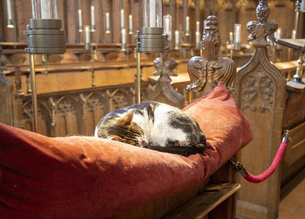 Fudge the cat asleep on cushion inside Norwich Cathedral, Norfolk, England, UK