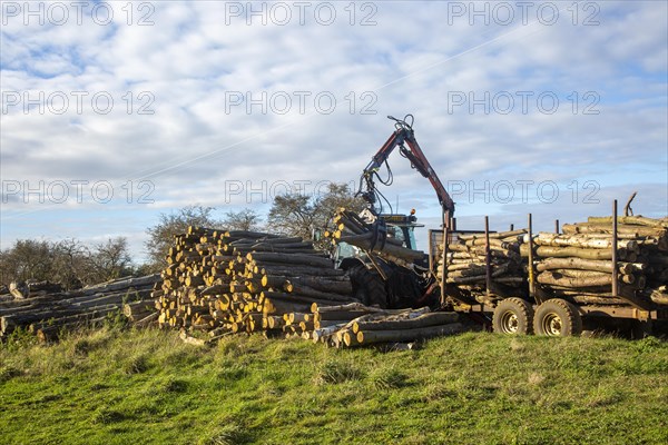 Tractor using mechanical grabber loading logs onto pile. Suffolk Sandlings AONB, England, UK
