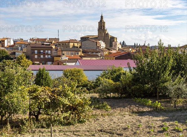 Historic buildings and Church of the Ascension in village of San Asensio, La Rioja Alta, Spain, Europe