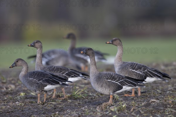 Bean goose (Anser fabalis), Texel, Netherlands