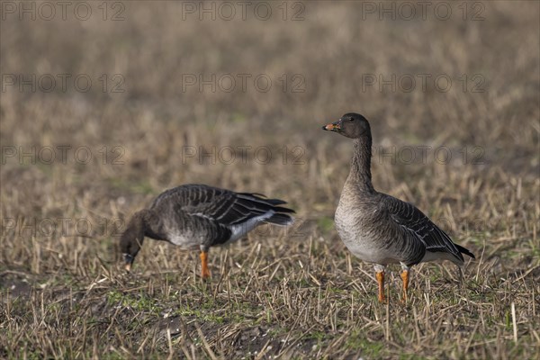 Bean goose (Anser fabalis), Texel, Netherlands