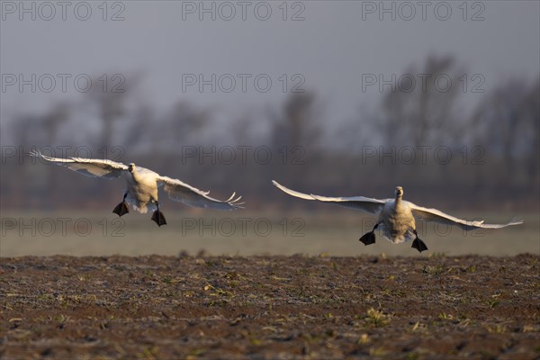 Tundra Swan, Texel, Netherlands