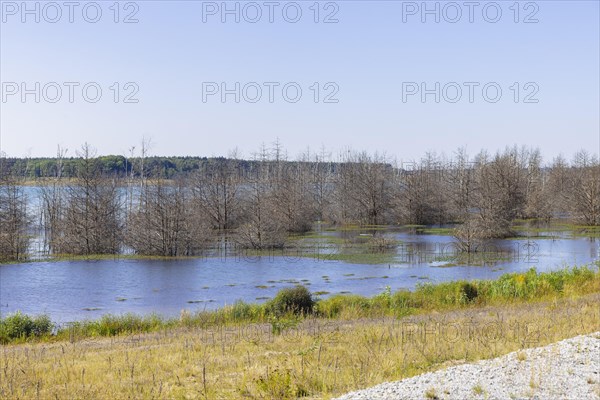 Lake Sedlitz is a lake in the Lusatian Lakeland chain of lakes and is located in the Brandenburg district of Oberspreewald-Lausitz in Lower Lusatia, right on the border with Saxony, Senftenberg, Brandenburg, Germany, Europe