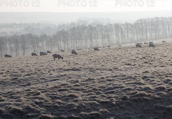 Sheep grazing frosty slope of Windmill Hill, a Neolithic causewayed enclosure, near Avebury, Wiltshire, England, UK