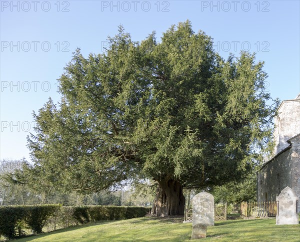 Ancient yew tree, Taxus baccata, dated at 1700 years old All Saints Church, Alton Priors, Wiltshire, England, UK
