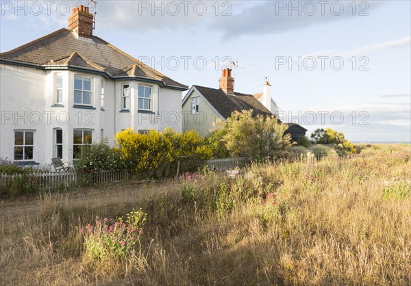 Houses next to the beach summer wildflowers on the SSSI at Shingle Street, Hollesley, Suffolk, England, UK