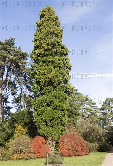 Autumn colours in National arboretum, Westonbirt arboretum, Gloucestershire, England, UK