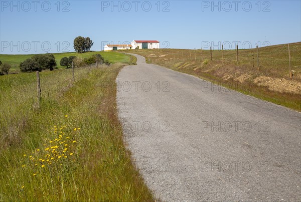 Minor small country surfaced road passing through rural countryside area with blue sky and farm buildings, near Castro Verde, Baixo Alentejo, Portugal, Southern Europe, Europe