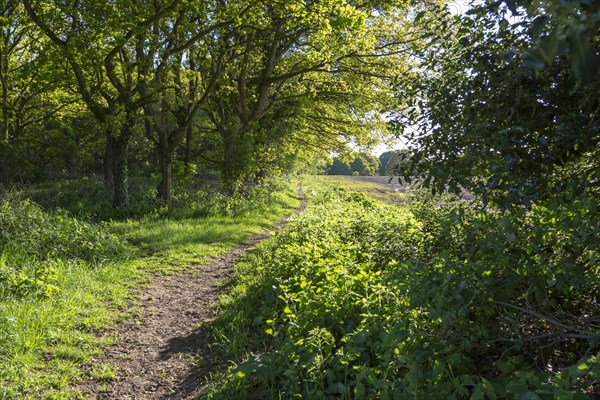 Footpath passing woodland trees and field, near Shottisham, Suffolk, England, UK