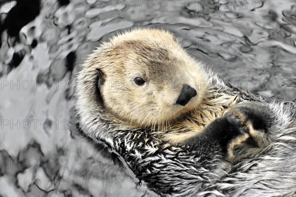 Sea otter, Kalan or sea otter (Enhydra lutris), in the Oceanario, Parque das Nacoes, Nacoes, Park of Nations, Lisbon, Portugal, Europe